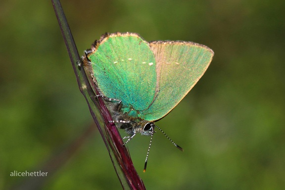 Grüner Zipfelfalter (Callophrys rubi)